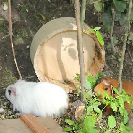 호텔 Dorfer 그로살